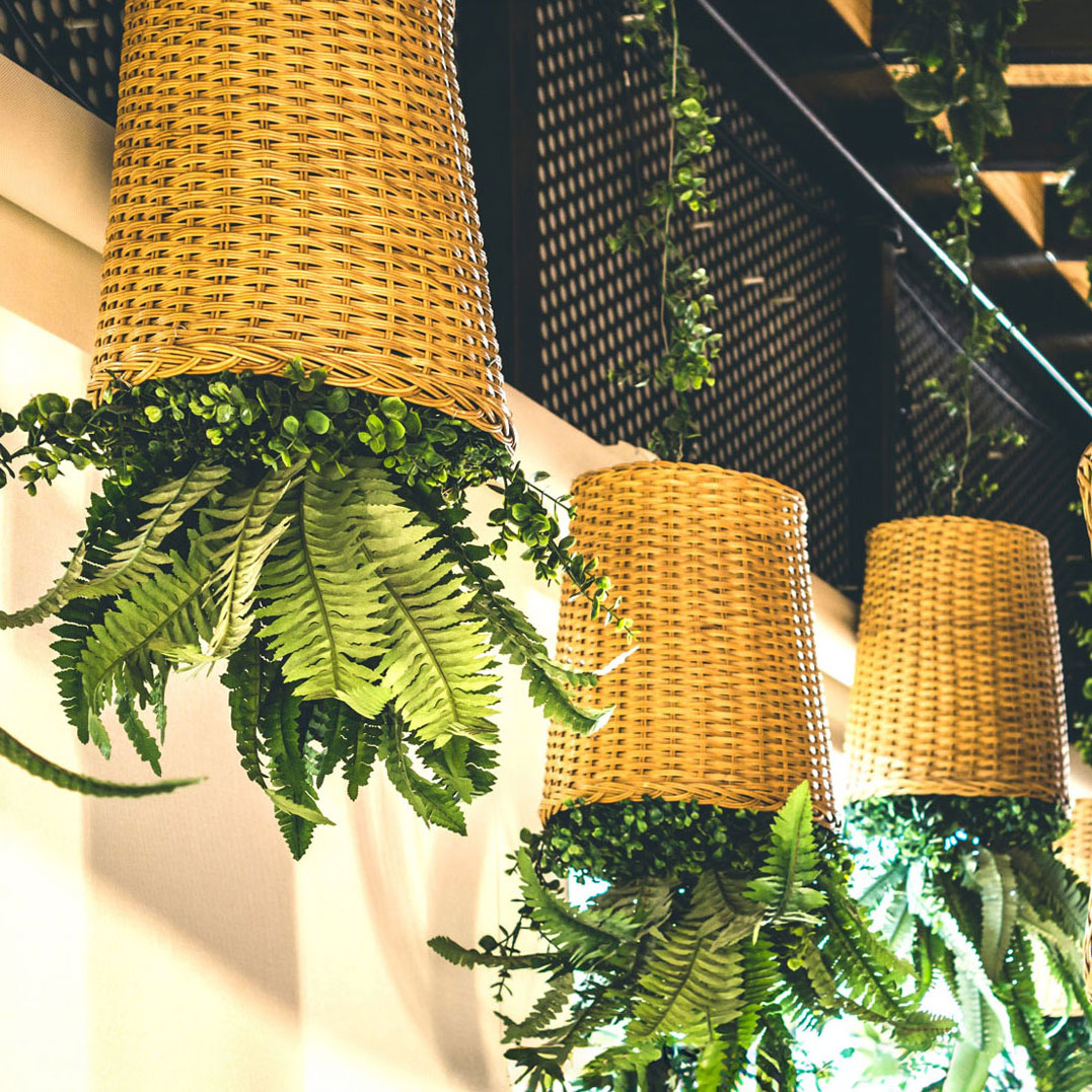 ferns in hanging baskets hanging upside down