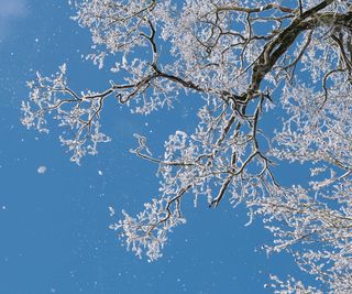 tree branches in snow with blue sky