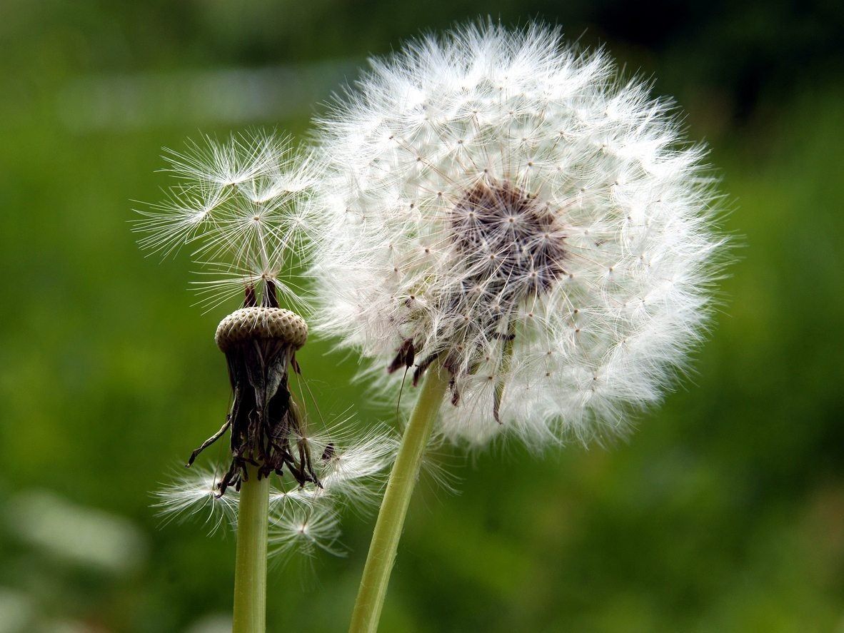 Close Up Of Dandelion Seeds