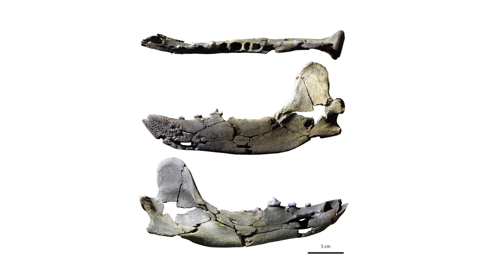 The fossilized jawbone of Tartarocyon has a fourth premolar.