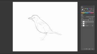 Rough pencil sketch of a bird
