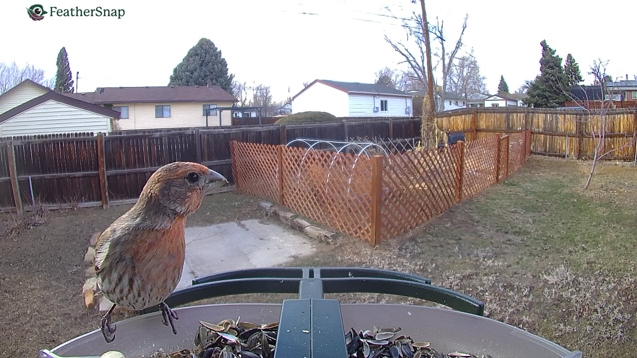 Example shots from the Feathersnap Scout Bird Feeder.