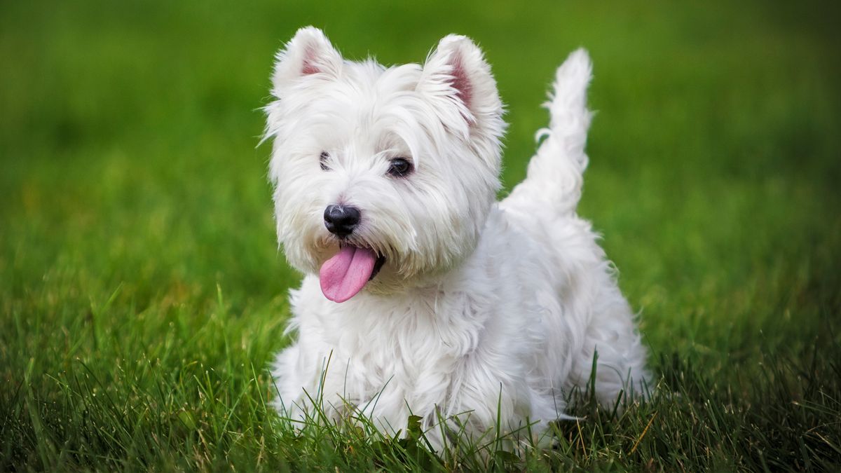 Small dog breeds that don’t shed | PetsRadar
