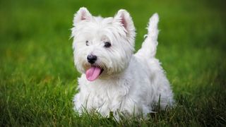 West Highland White Terrier on grass