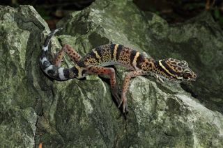 Researchers did not reveal the location of the cave gecko Goniurosaurus liboensis in order to protect it from exotic animal collectors.