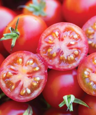 Baby Boomer tomato variety