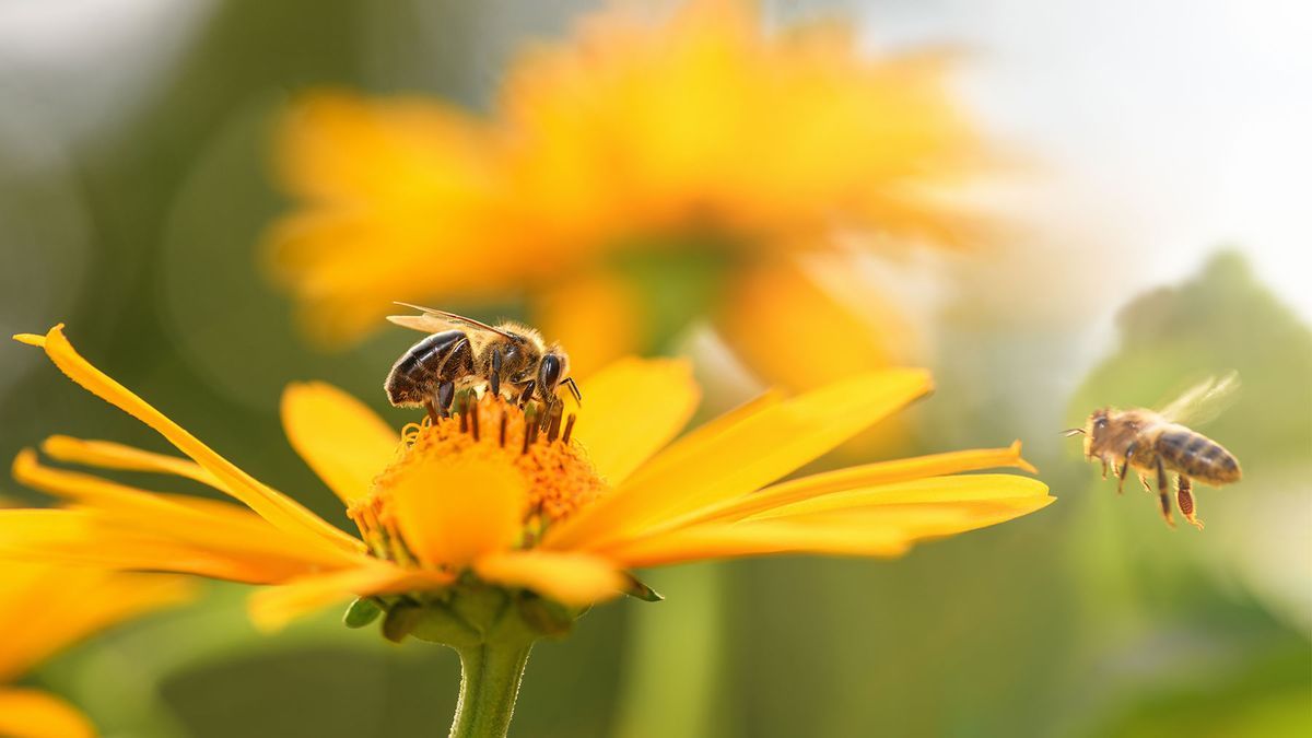 Bee sitting on top of a bright yellow flower