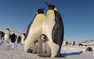 Birds of a feather huddle together. Emperor penguins with their chicks in Antarctica.