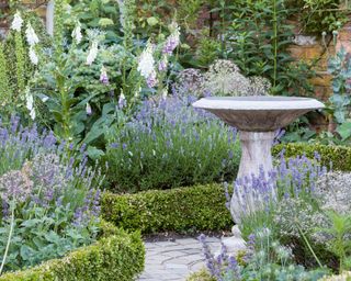 Trio of lavender in formal garden