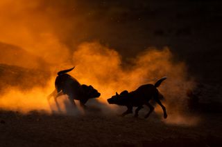 remembering african wild dogs image 8