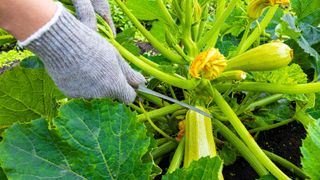 Man cutting a zucchini fruit from a plant