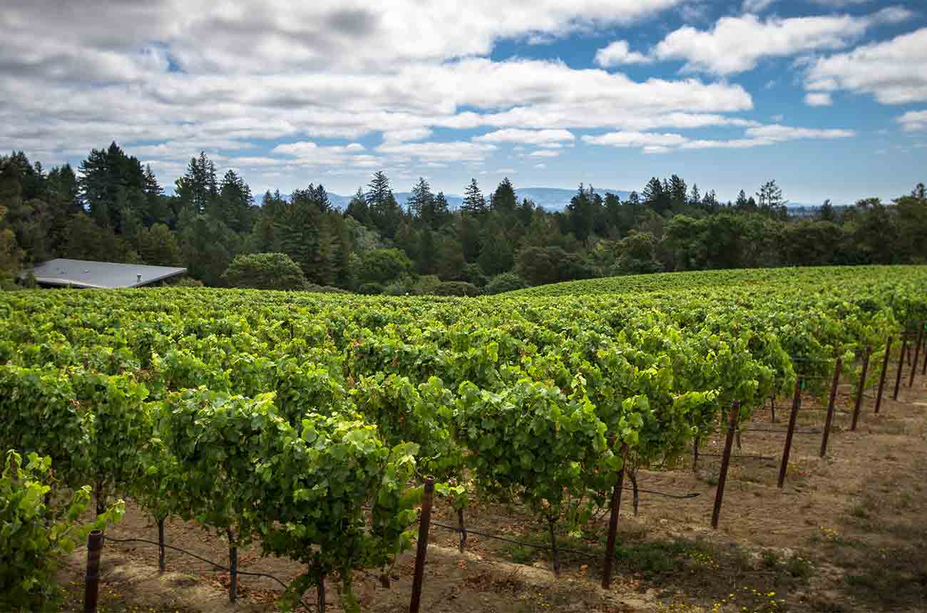 Freeman's Gloria Estate Vineyard on the West Sonoma Coast in California, United States