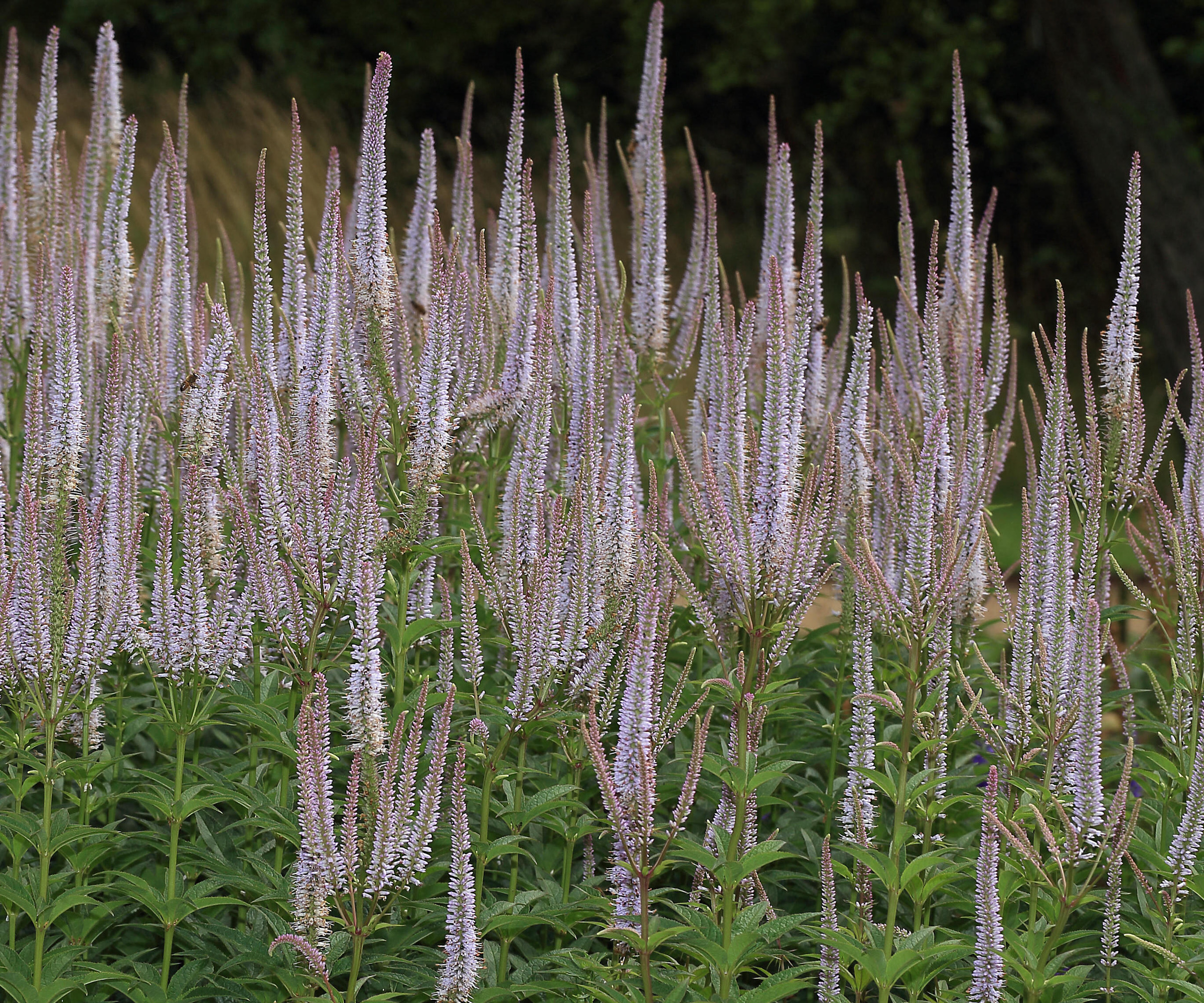 Culver's root (Veronicastrum virginicum) with tall pale lilac flower spikes
