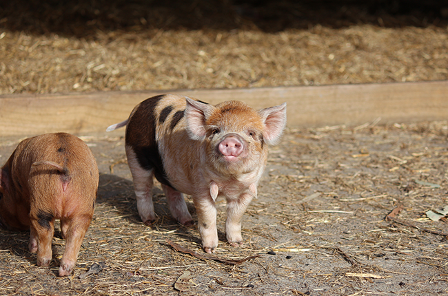 Kunekune pigs
