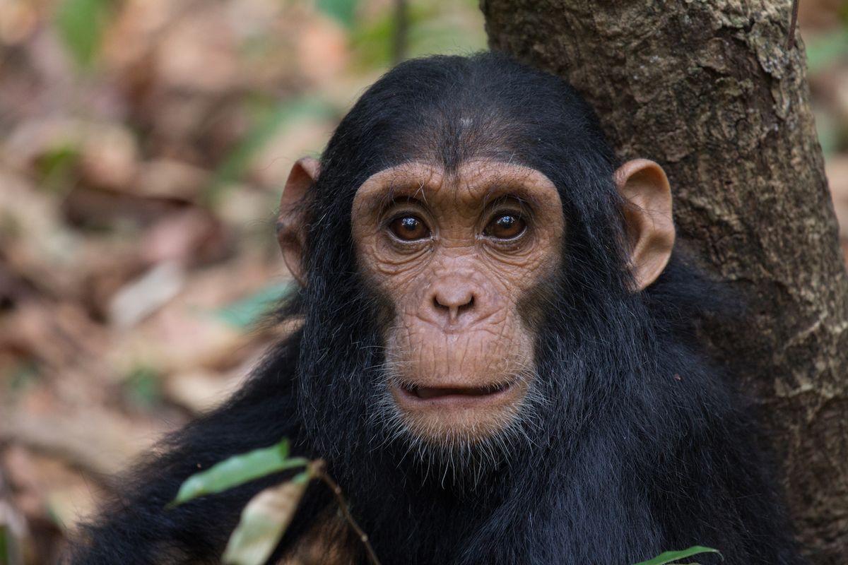 Chimpanzees Throwing Poop At Mark Mcclure Blog