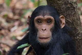 Chimpanzee