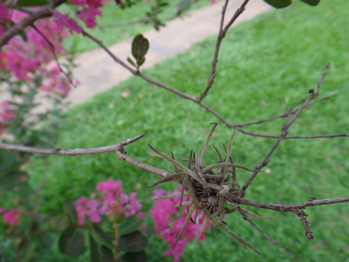 Ball Moss In Tree