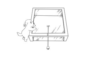 An experiment from researchers at the University of Exeter in the United Kingdom showed that dogs find it difficult to learn how to use a string to pull food out of a transparent box.