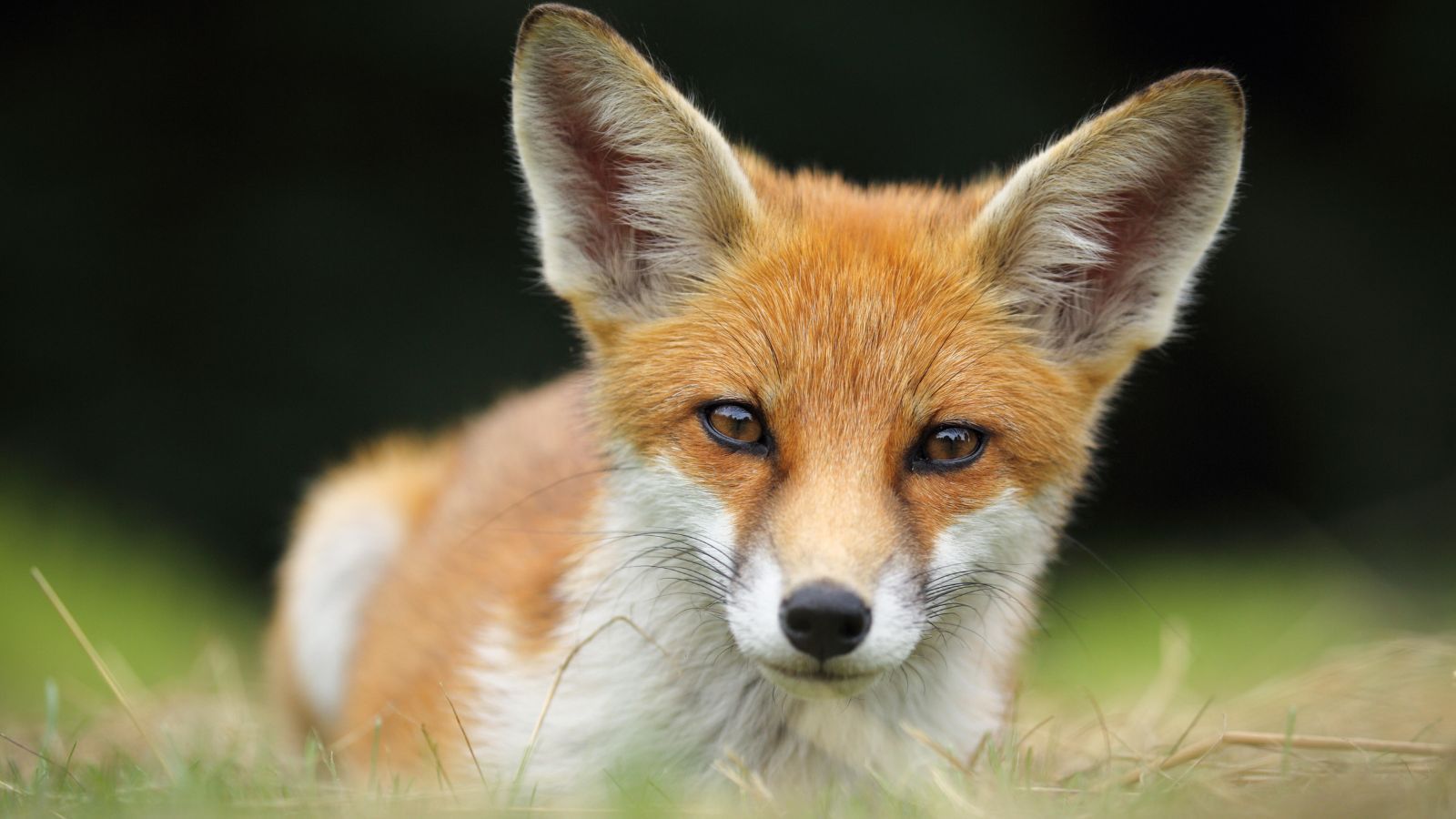 How to get rid of foxes Homes & Gardens