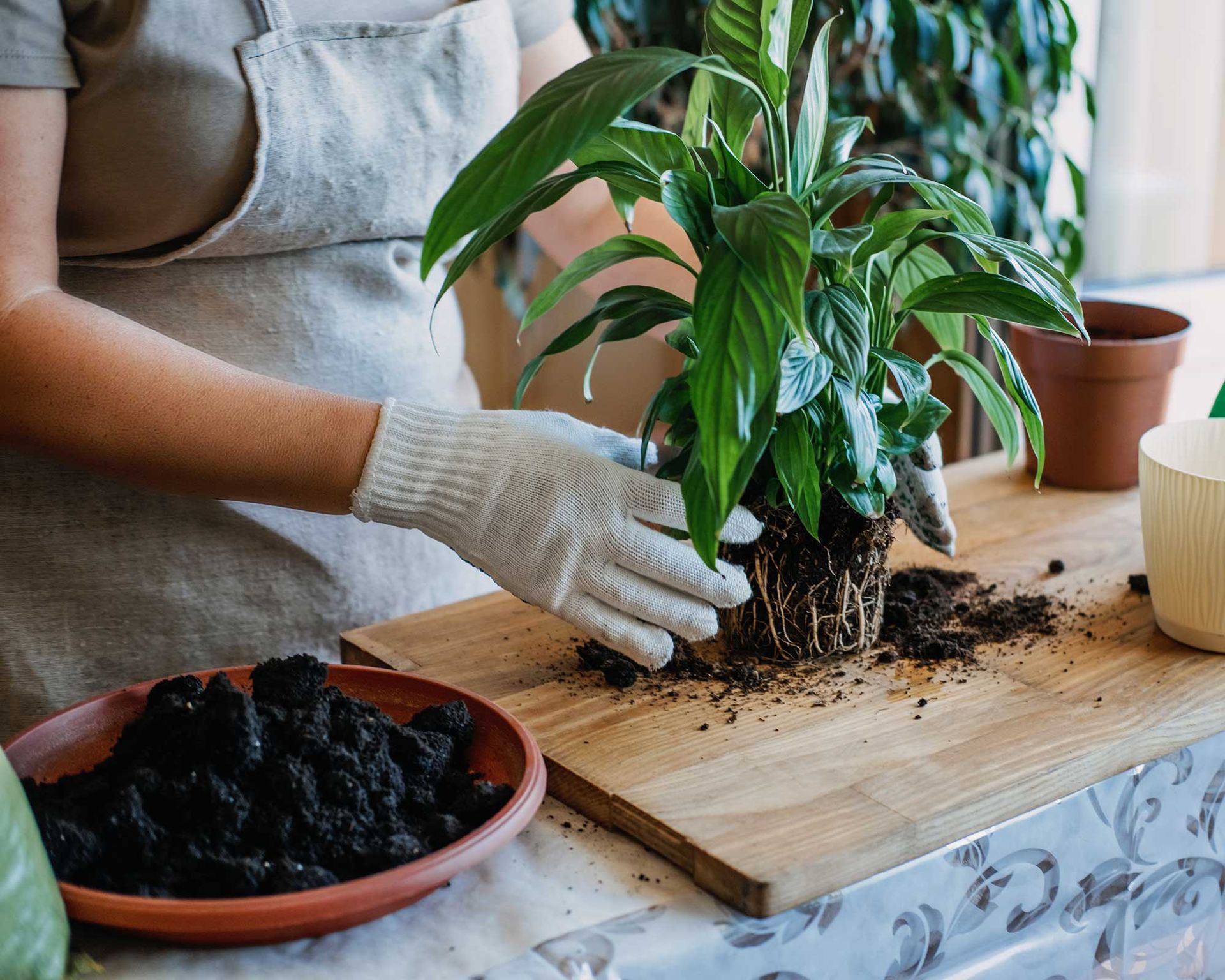 How to get rid of soil mites ways to beat these bugs Gardeningetc