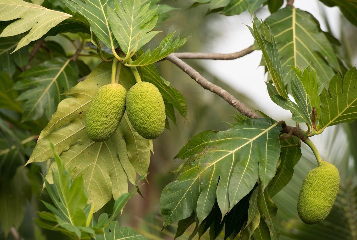 Breadfruit Tree