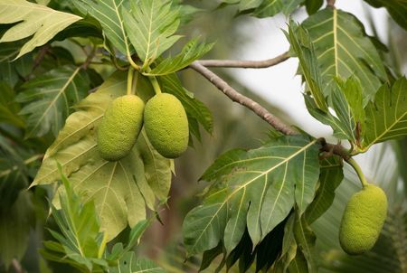 Breadfruit Tree