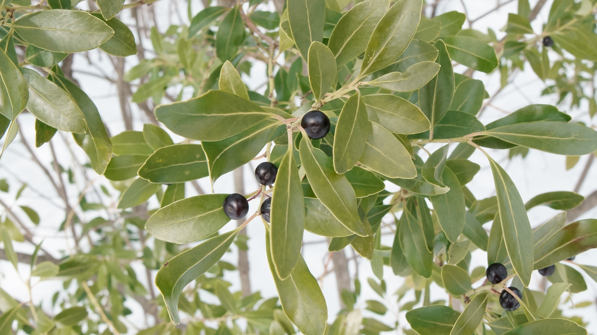 Inkberry holly