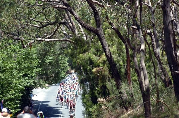 Give me a home amongst the gum trees: The Tour Down Under peloton approaches