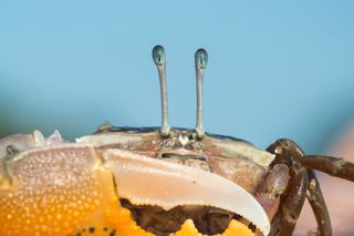 animal eyes, Crab