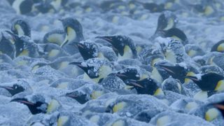 emperor penguins