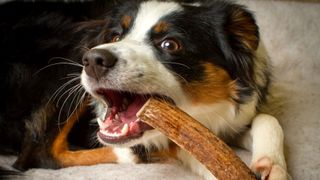 Dog chewing on an antler