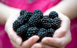 Female holding fresh blackberries