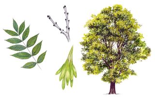 identifying british trees