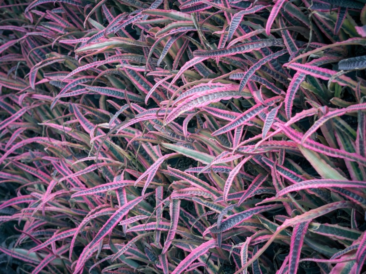 Pink Cryptanthus Earth Star Plants