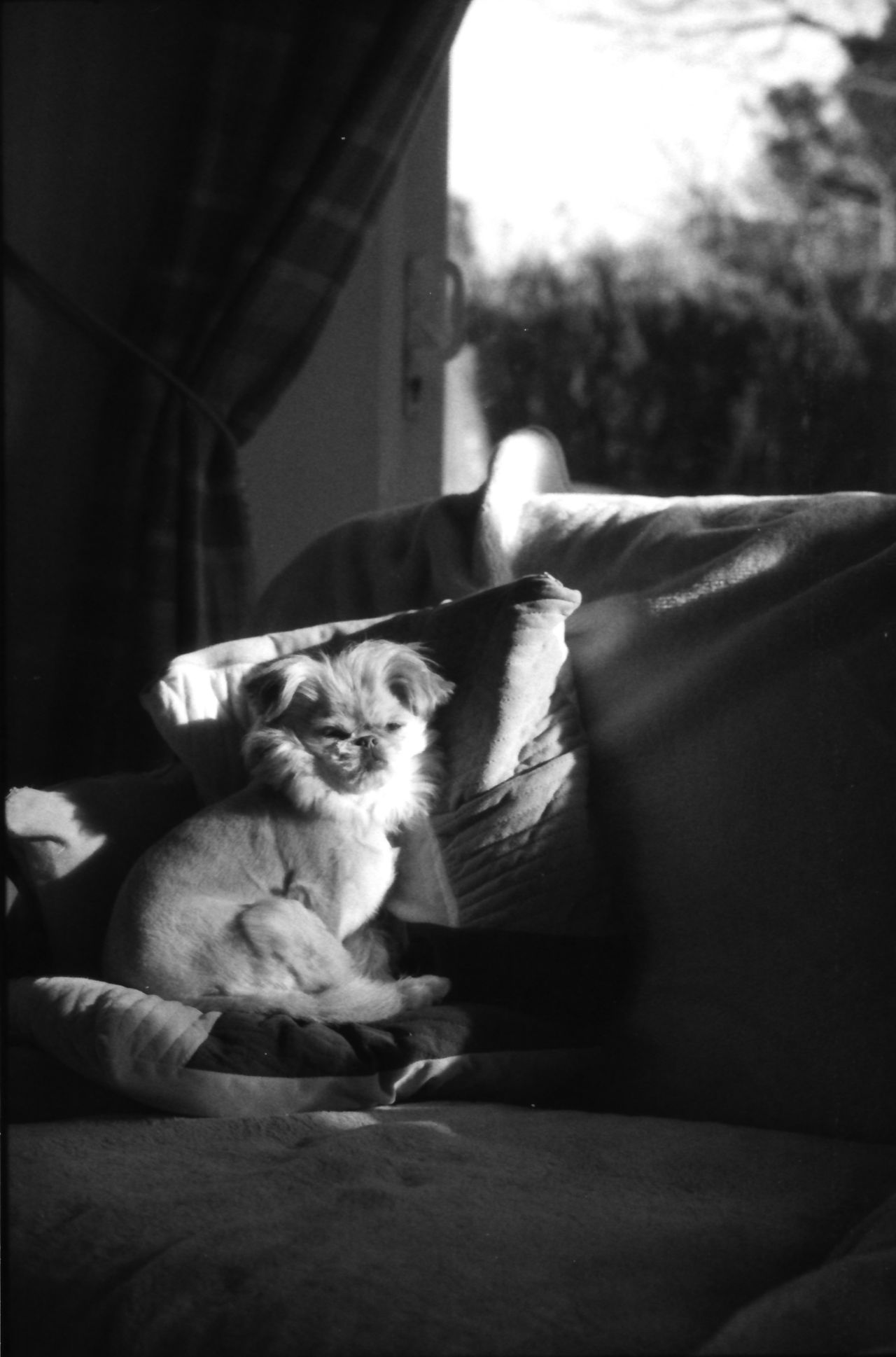 Samples of Fomapan 400