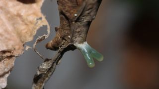 A close-up of the pheromone gland in a Stenophylla lobivertex female. 