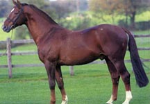 Horse_Carnaval_Drum-big-1.jpg