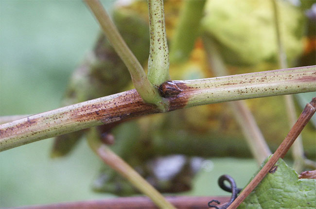 A grapevine hit by flavescence dor&eacute;e