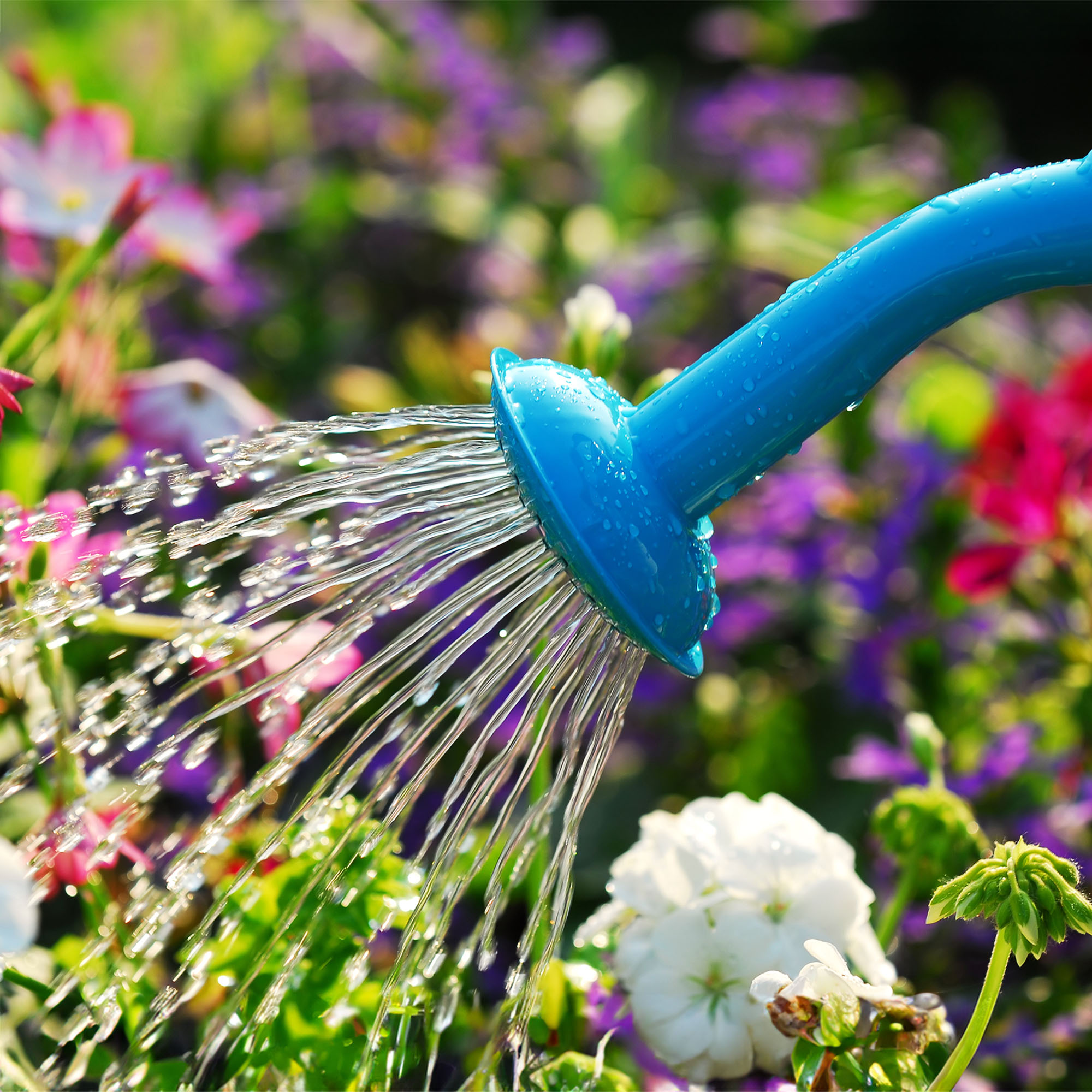 Water pouring from blue watering can onto blooming flower bed