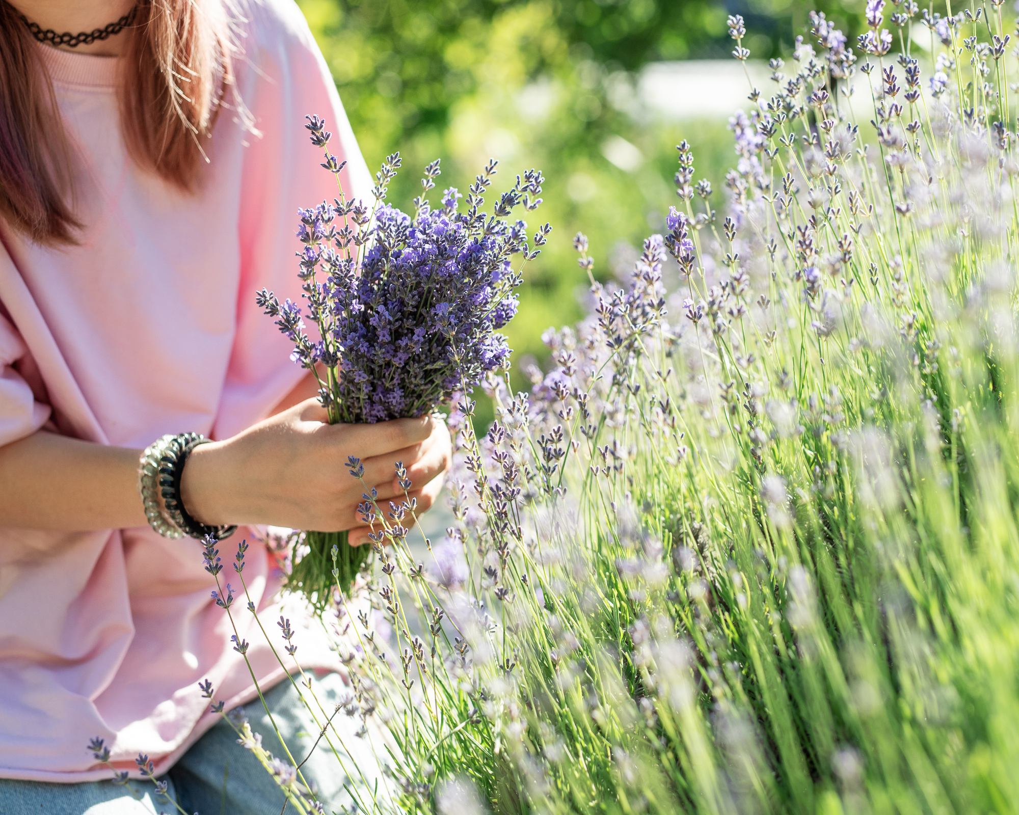 Woman holding a bouquet of freshly harvested lavender in a field on a sunny day