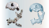 two images of a reconstructed homo erectus skull