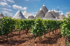 southern italy wines, puglia