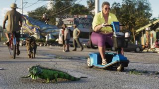 An iguana crossing a street near a woman on a scooter
