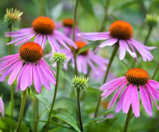 Pink coneflowers