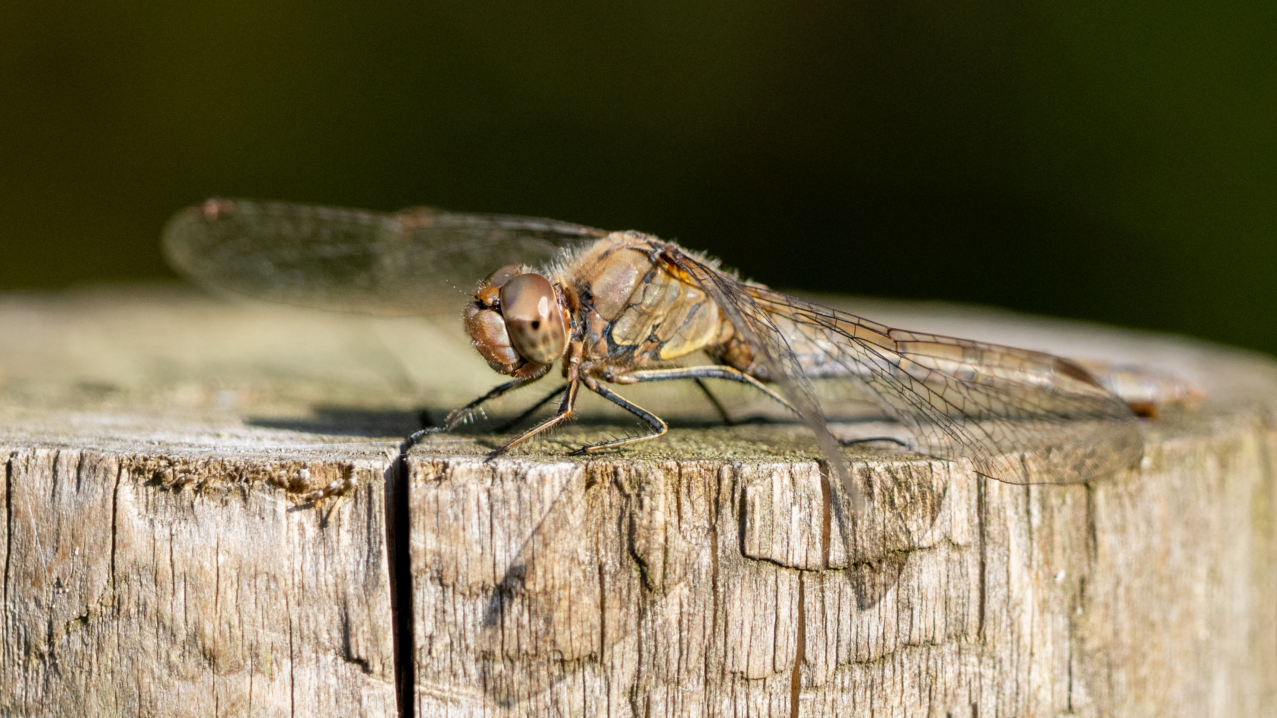 dragonfly on a fence