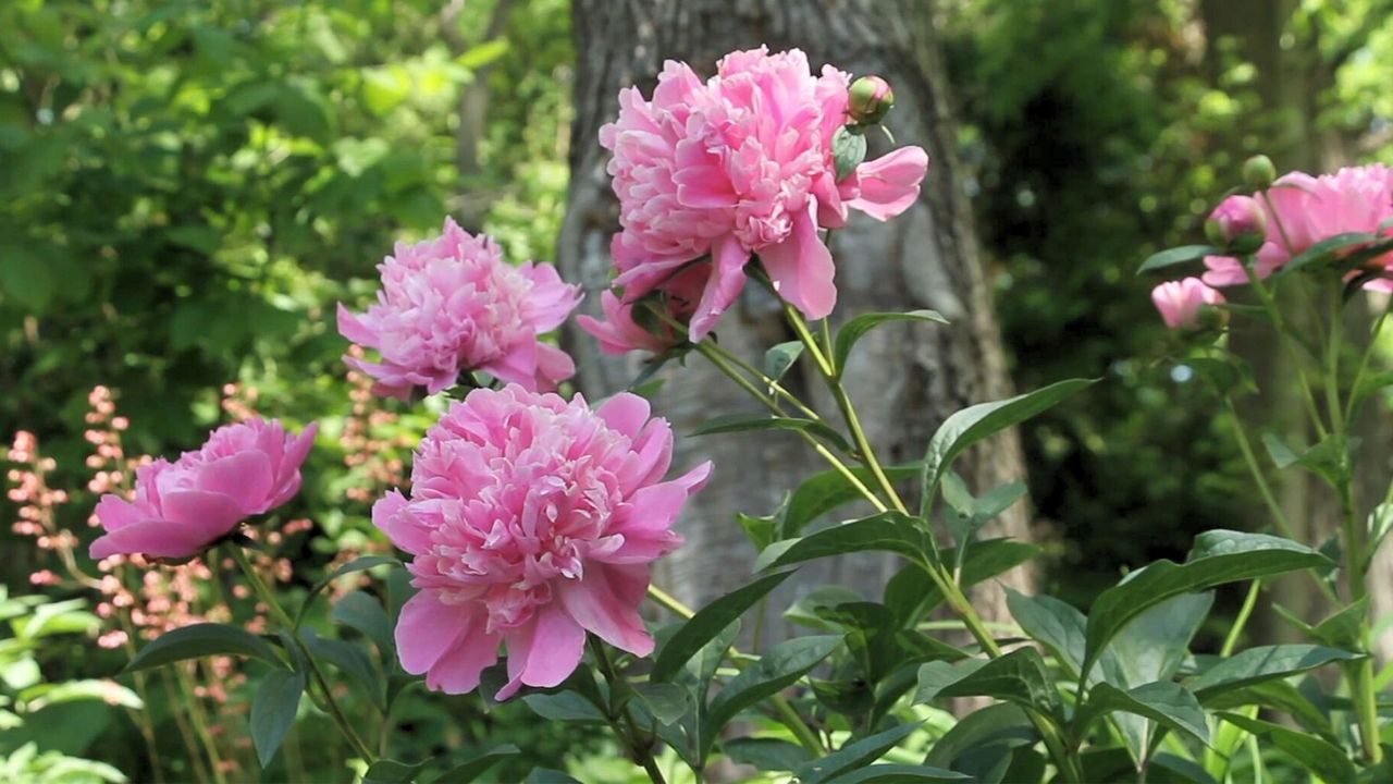 Pink Peony Growing Under Shade Tree