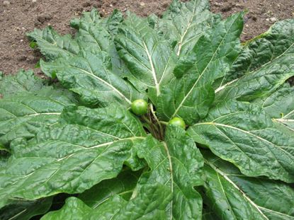 Mandrake Plant