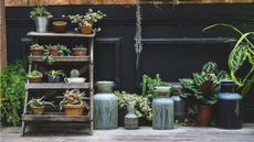 Houseplants on rustic wooden ladder and placed on floor against a black background