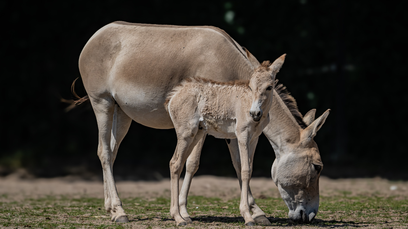 A critically endangered onager foal, one of the world&rsquo;s rarest mammals, has been born at Chester Zoo.