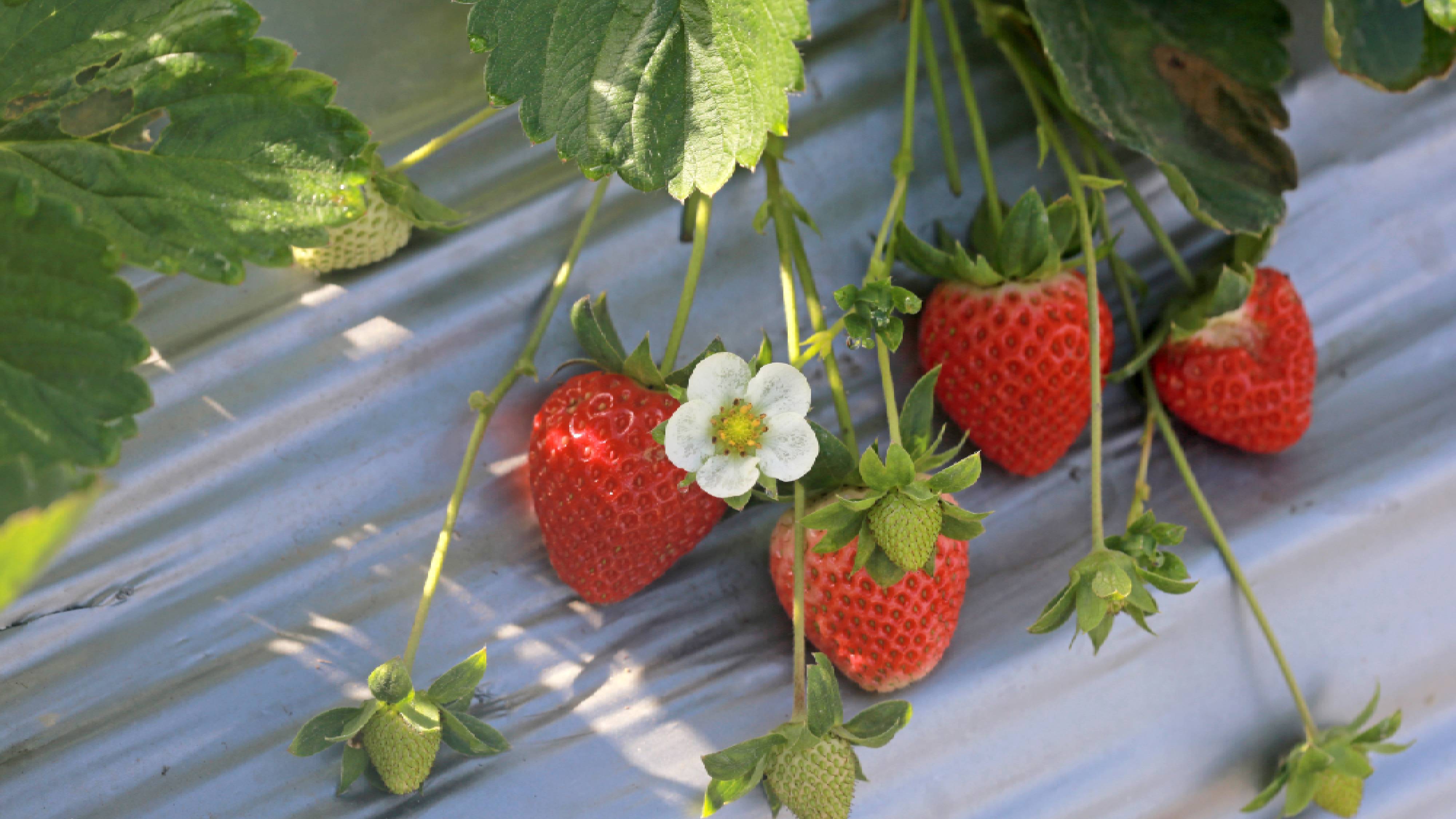 Drooping strawberry plant
